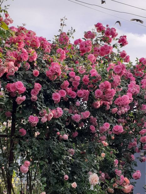  - 01 TRANDAFIRI 2024