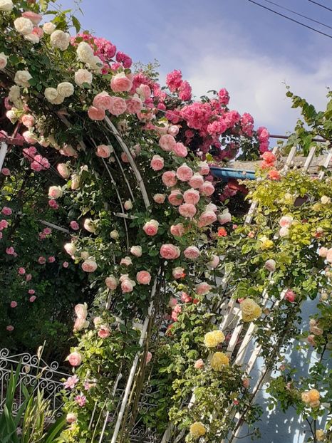  - 01 TRANDAFIRI 2024