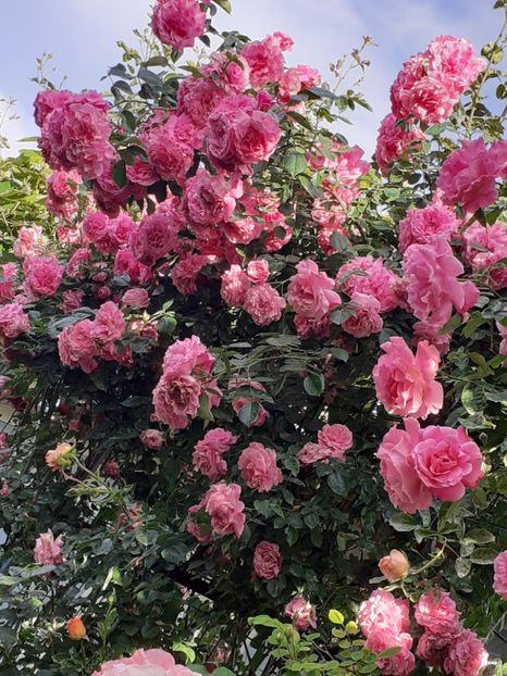  - 01 TRANDAFIRI 2024