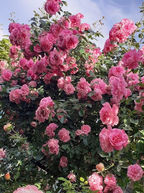  - 01 TRANDAFIRI 2024