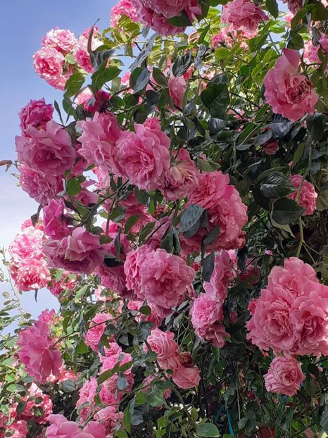  - 01 TRANDAFIRI 2024