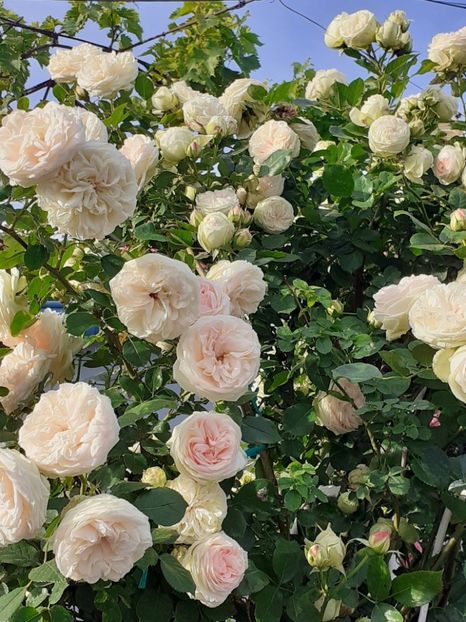  - Palais Royale 2022 - 2023-2024