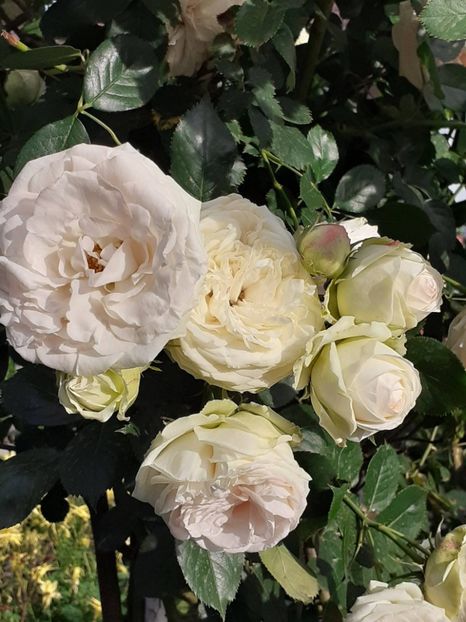  - Palais Royale 2022 - 2023-2024