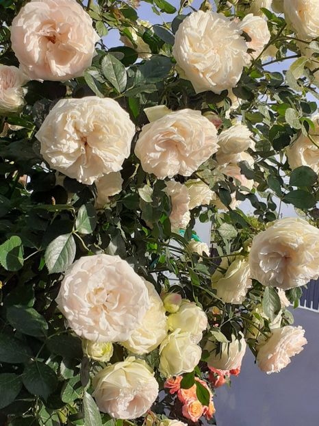  - Palais Royale 2022 - 2023-2024