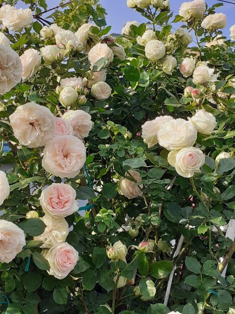  - Palais Royale 2022 - 2023-2024