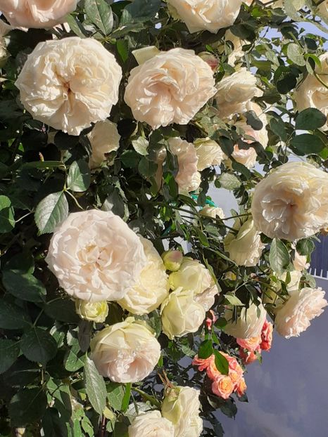  - Palais Royale 2022 - 2023-2024