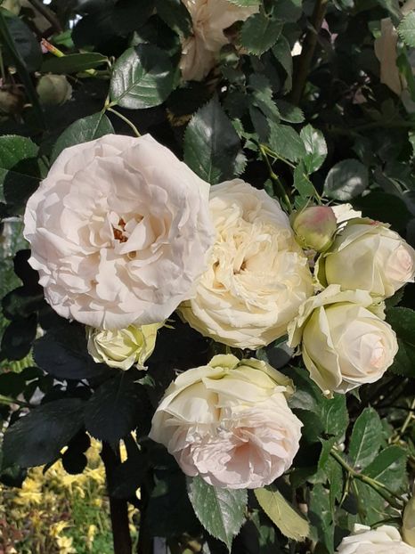  - Palais Royale 2022 - 2023-2024