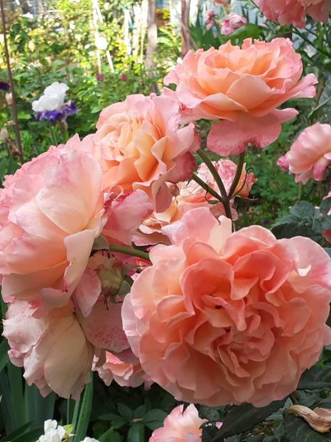  - Augusta Luise 2021