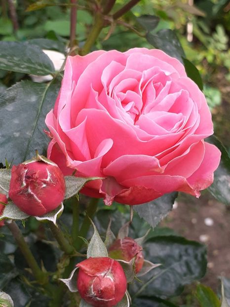  - Pink Leonardo 2021 - 2022 - 2023