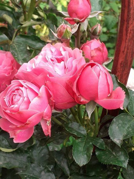  - Pink Leonardo 2021 - 2022 - 2023