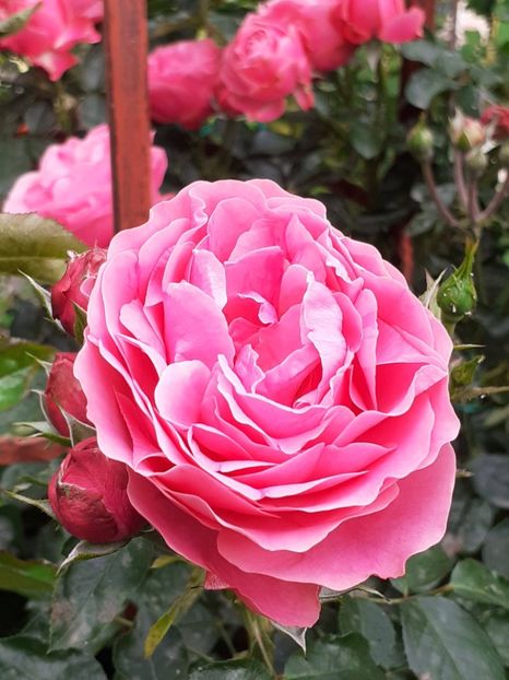  - Pink Leonardo 2021 - 2022 - 2023