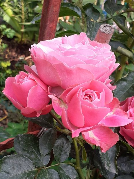  - Pink Leonardo 2021 - 2022 - 2023