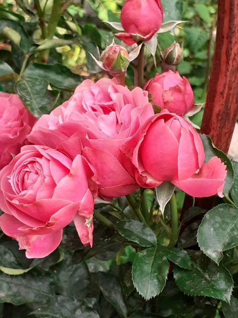  - Pink Leonardo 2021 - 2022 - 2023