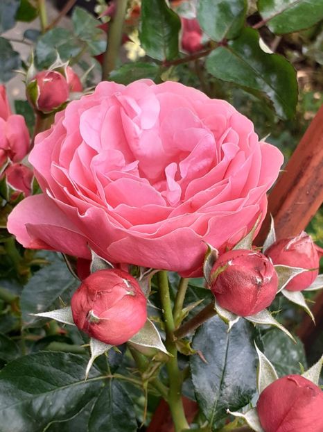  - Pink Leonardo 2021 - 2022 - 2023
