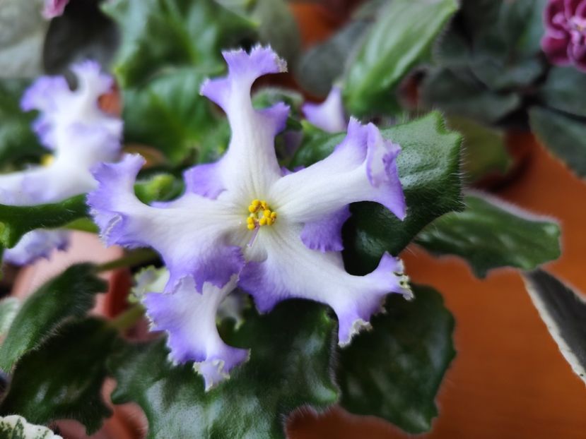 28 mai 2024 - RM Golubaya Lenta