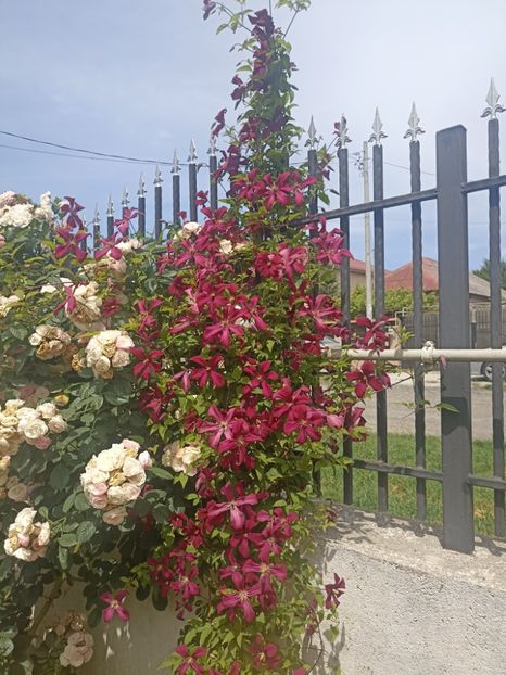  - gradina 2024