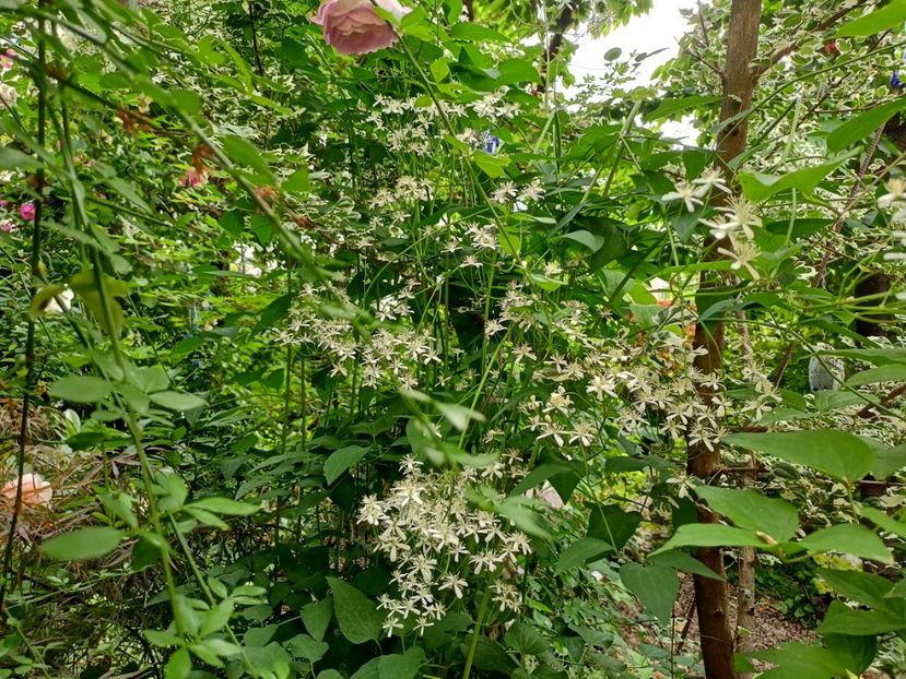 Clematis recta Purpurea - Grădina 2024 continuare 3