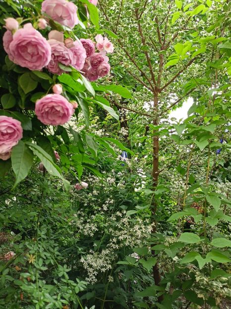 Jasmina - Grădina 2024 continuare 3