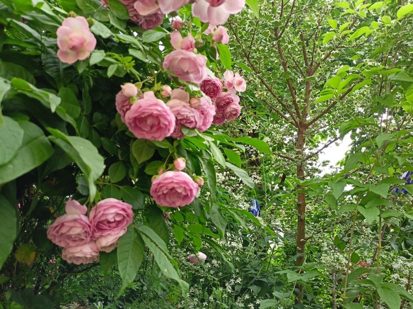  - Grădina 2024 continuare 3