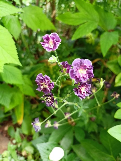  - Grădina 2024 continuare 3