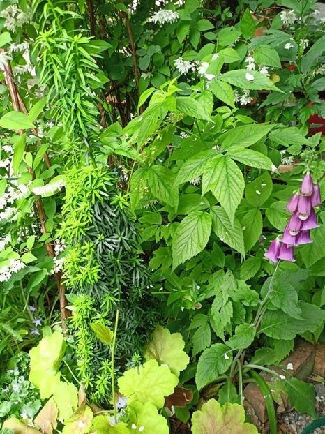  - Grădina 2024 continuare 3