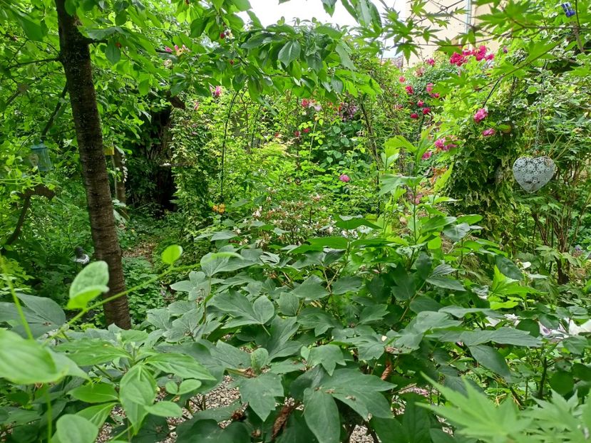  - Grădina 2024 continuare 3