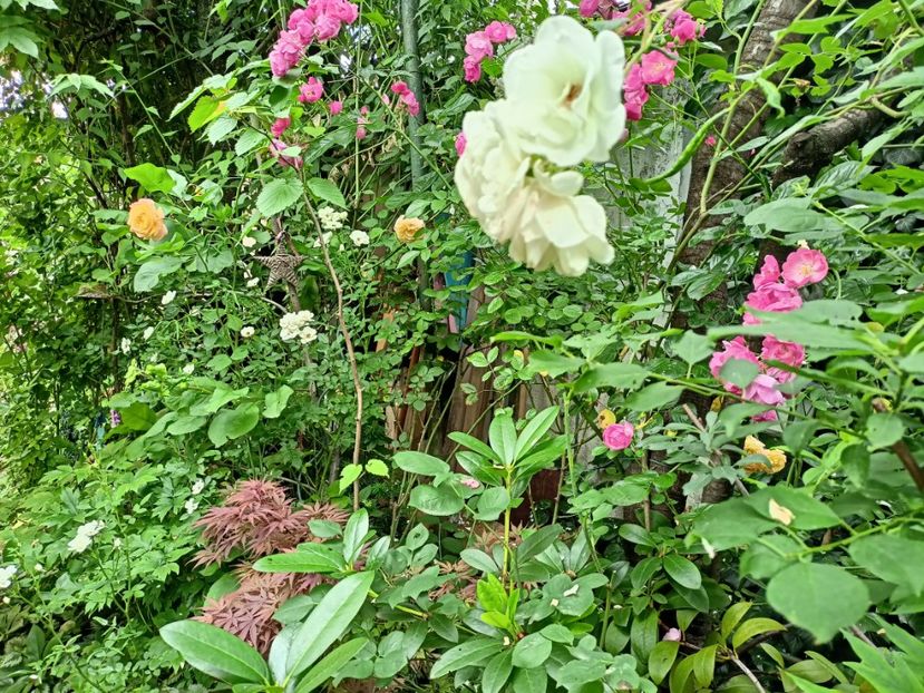  - Grădina 2024 continuare 3