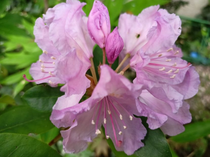  - Grădina 2024 continuare 3