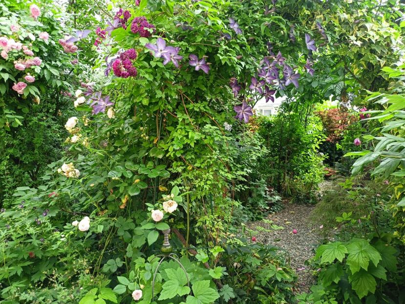  - Grădina 2024 continuare 3