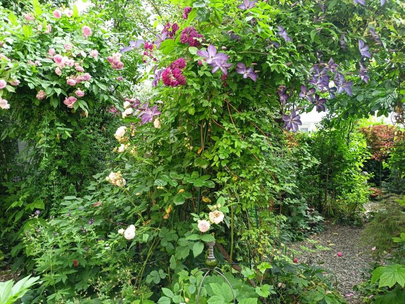  - Grădina 2024 continuare 3