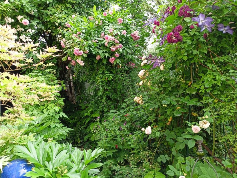  - Grădina 2024 continuare 3