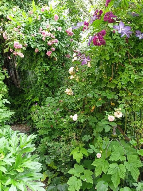  - Grădina 2024 continuare 3