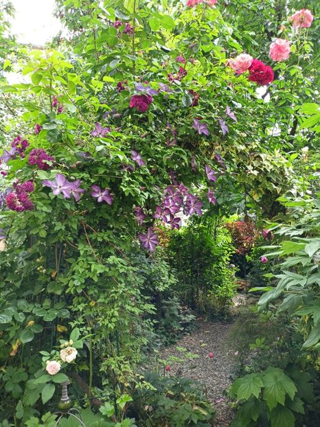  - Grădina 2024 continuare 3