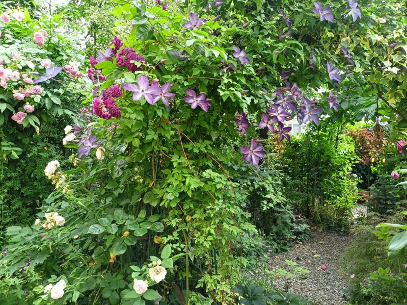  - Grădina 2024 continuare 3