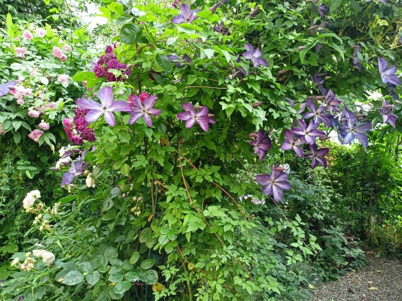  - Grădina 2024 continuare 3