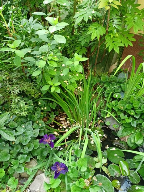  - Grădina 2024 continuare 3