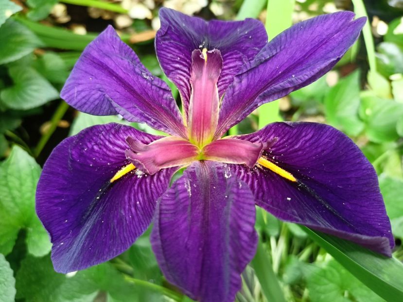 Iris louisiana "Black Gamecock" - Grădina 2024 continuare 3