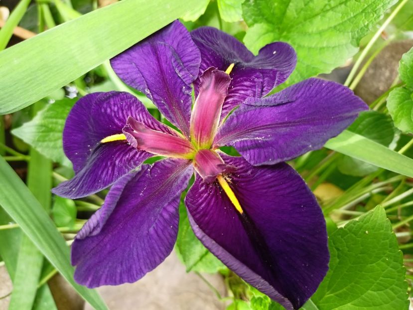  - Grădina 2024 continuare 3