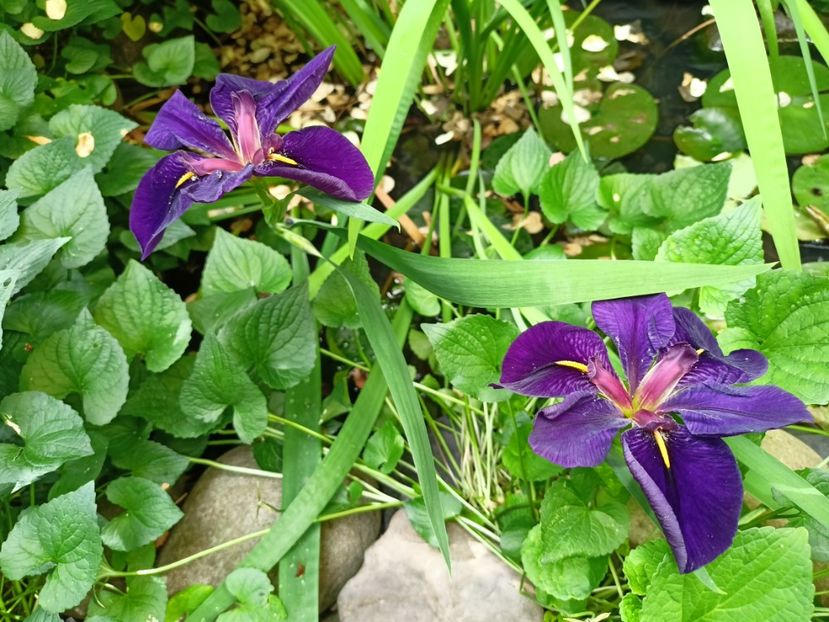  - Grădina 2024 continuare 3