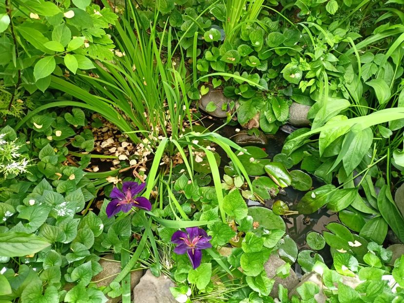  - Grădina 2024 continuare 3