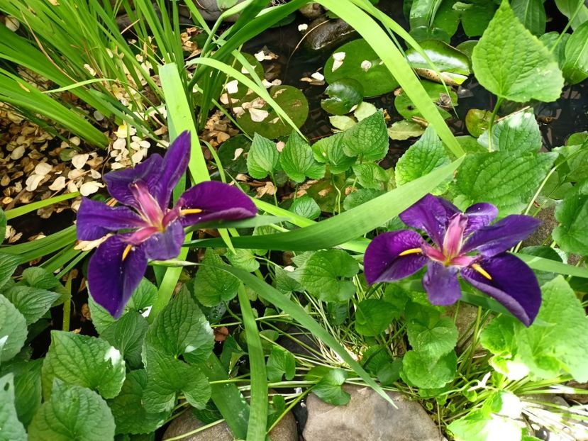  - Grădina 2024 continuare 3