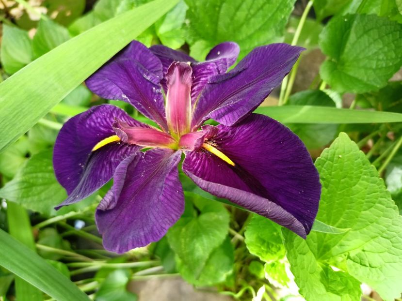  - Grădina 2024 continuare 3