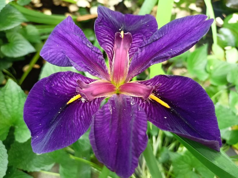  - Grădina 2024 continuare 3