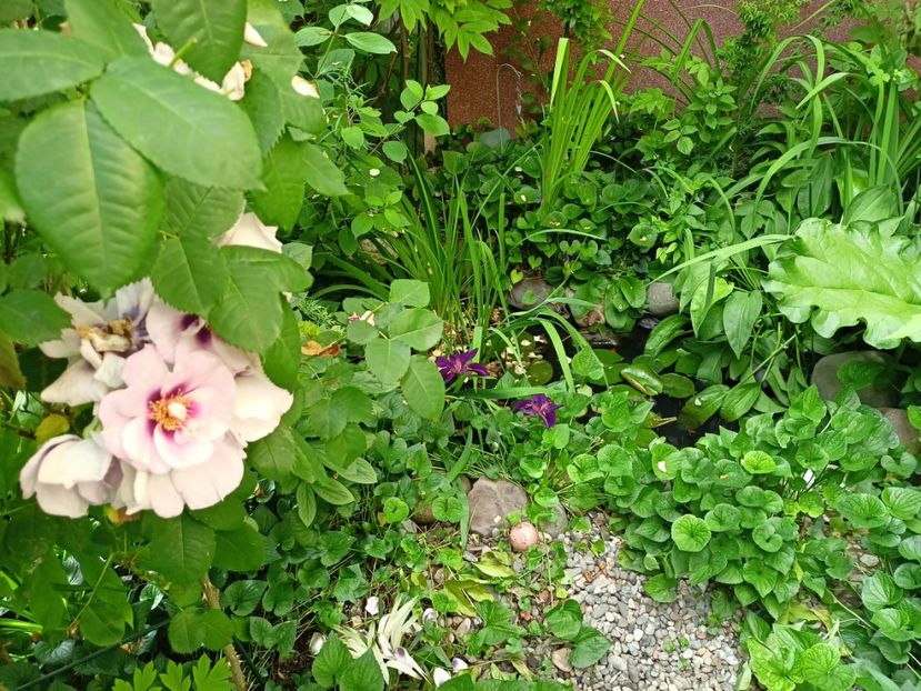  - Grădina 2024 continuare 3