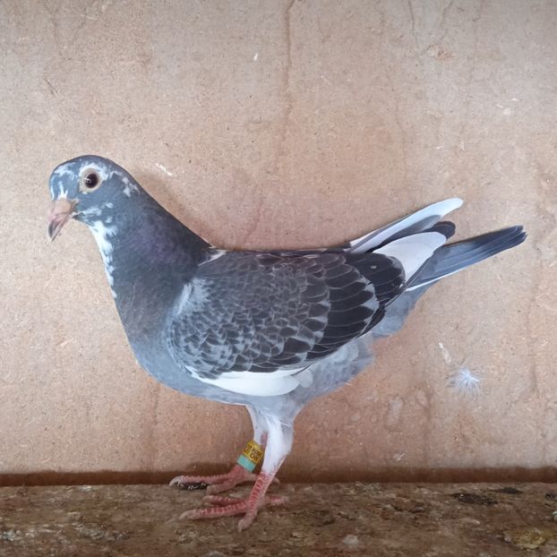 Pui 24-524 - Stropit list