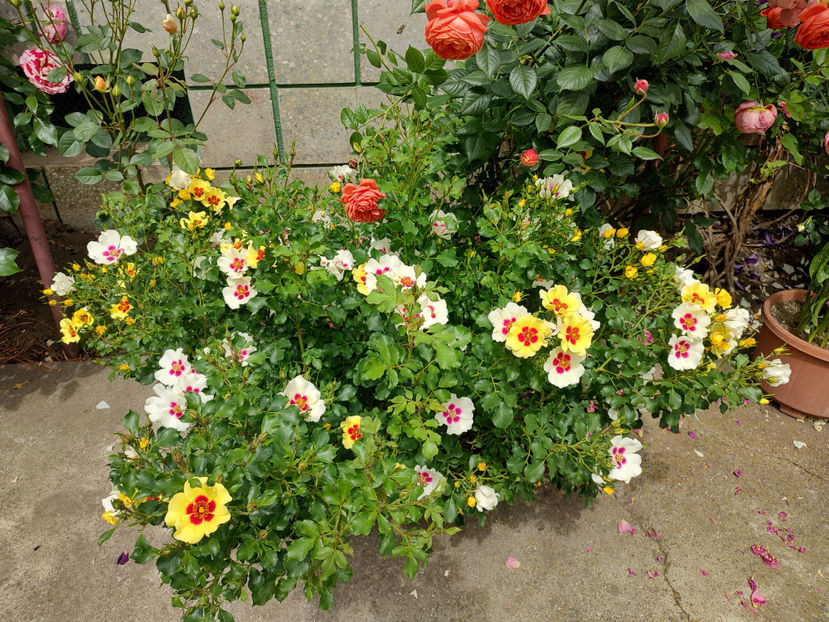 20 05 2024 - Cream Babylon Eyes