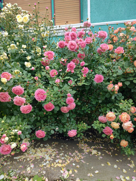 22 05 2024 - Jubilee Celebration