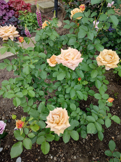 20 05 2024 - Honey Dijon