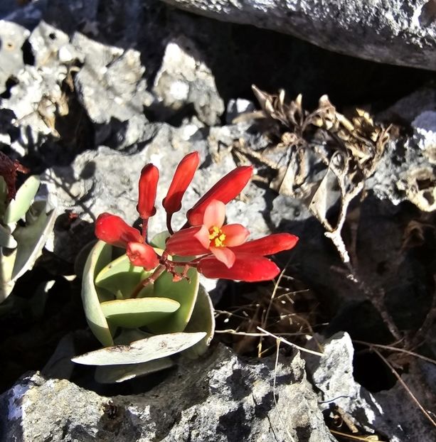  - Kalanchoe Farinacea