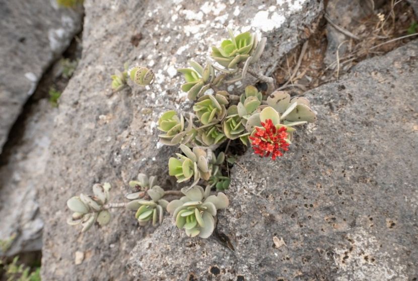  - Kalanchoe Farinacea